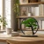 Stojący Obraz z Mchu z Personalizacją – Drzewko Bonsai